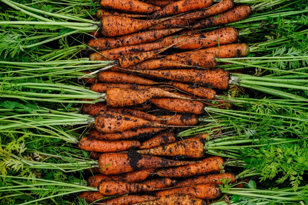 A large harvest of fresh organic carrots on the ground. Seasonal work on the farm. Autumn harvest.